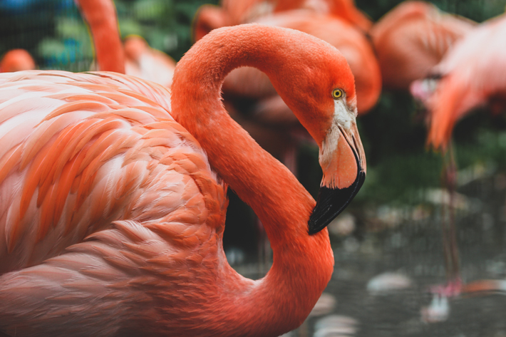 Flamingo in the Pantone Color of the Year 2019 Living Coral