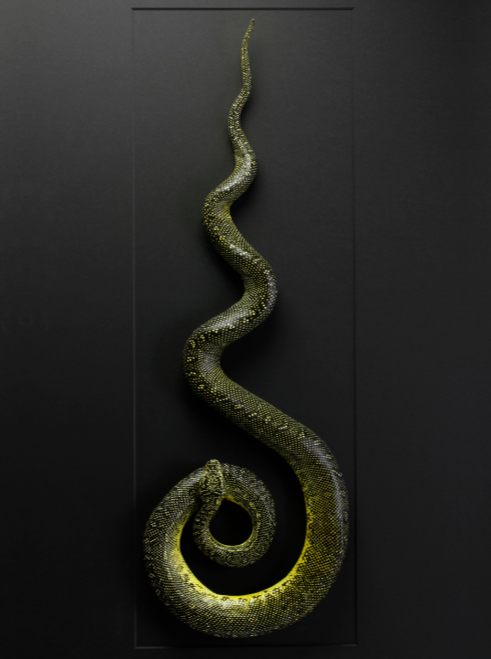 Mounted Diamond Carpet Python by Christopher Marley - dark decor