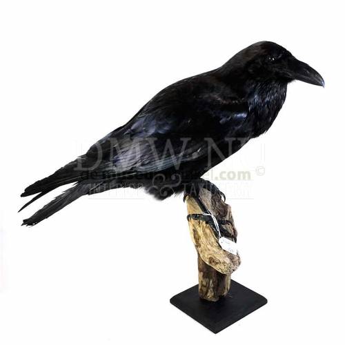 Mounted black Raven by DMW.NU Interior & Taxidermy - dark decor