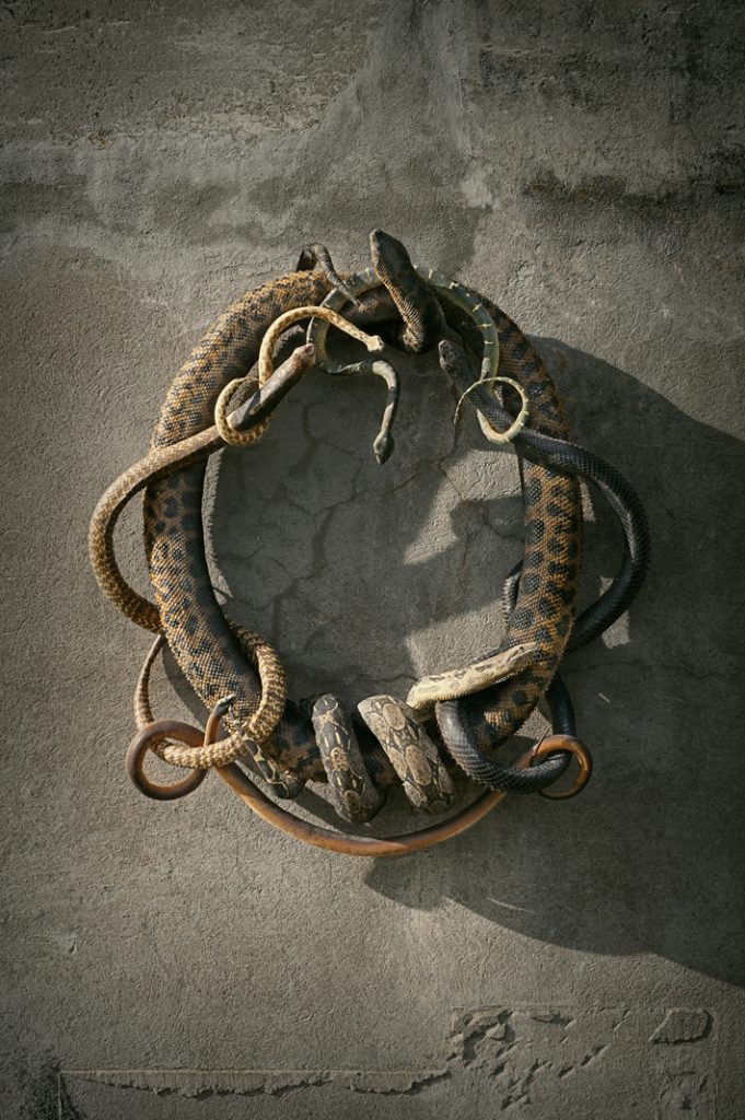 Fine Taxidermy by Darwin, Sinke and van Tongeren - SNAKE HERALDRY