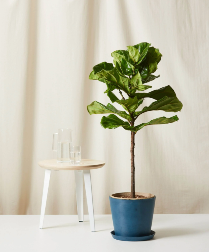 bloomscape fiddle fig plant