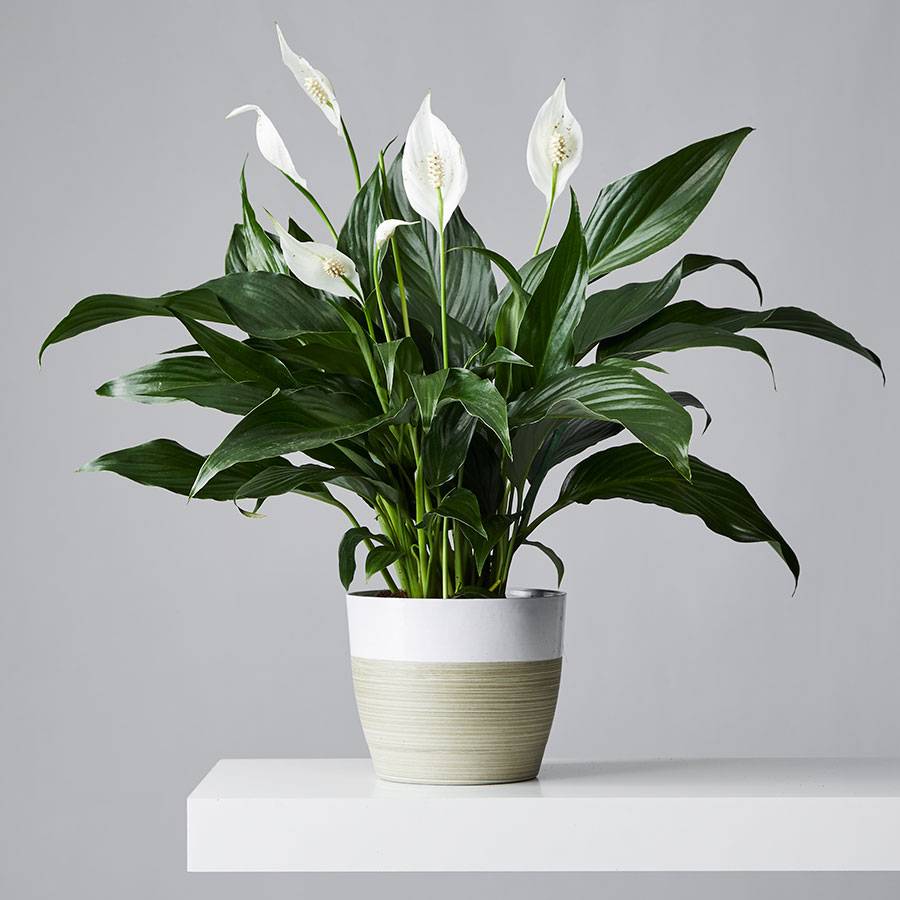 peace lily plant