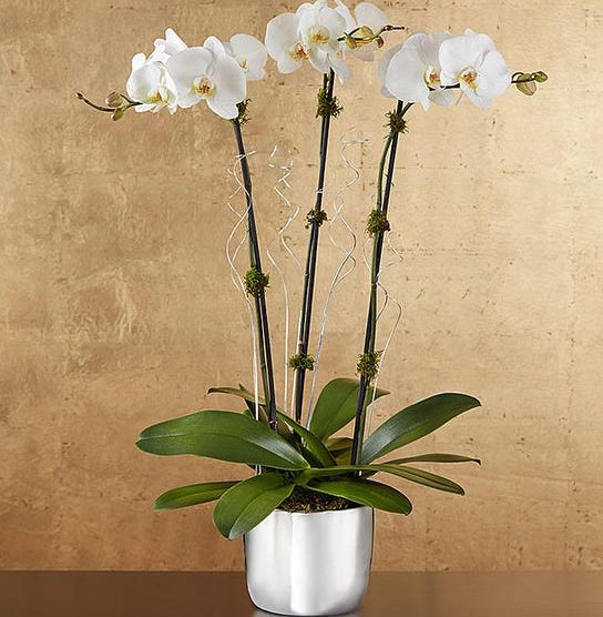 top online flower delivery services silver celebration orchids 1-800-flowers