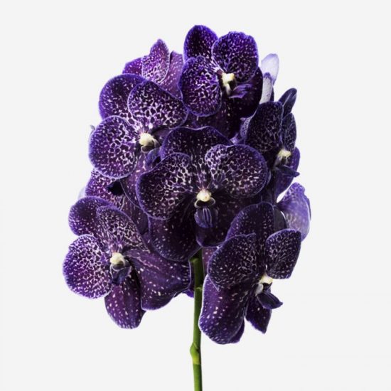 starry night vanda orchid cut flower delivery services best online