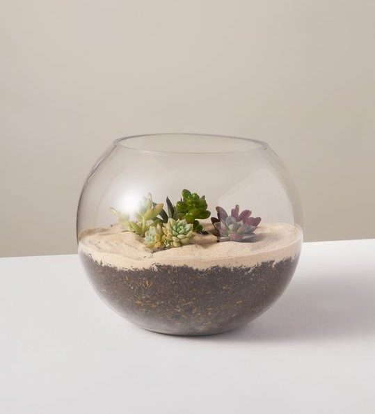 the sill succulent terrarium kit