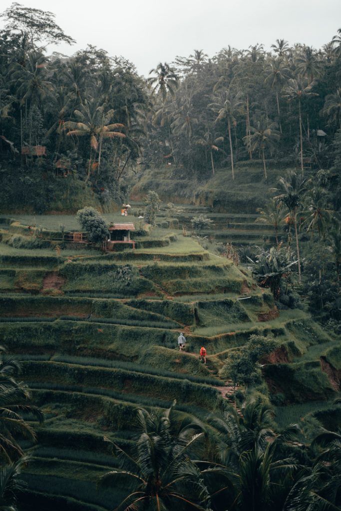 Tegalalang Rice Terrace (Photo by Radoslav Bali)