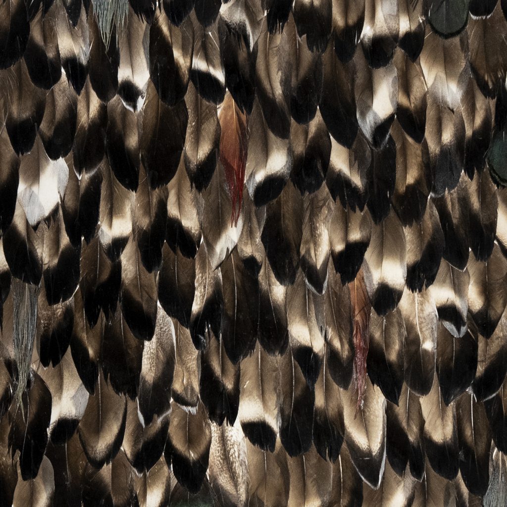 foile feathers koket