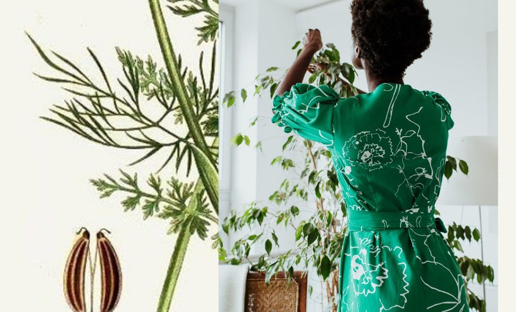 birdsong popular sustainable fashion brands