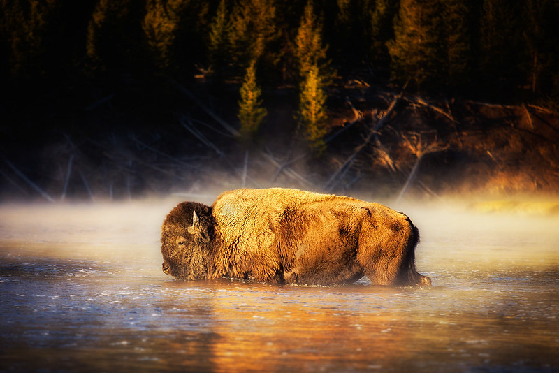 best national park hotels Bison in the River in Yellowstone (Photo by Michael Matti)