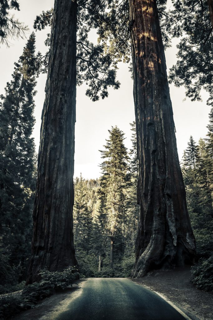 Sequoia National Forest (Photo by Arnaud Mariat / Unsplash)