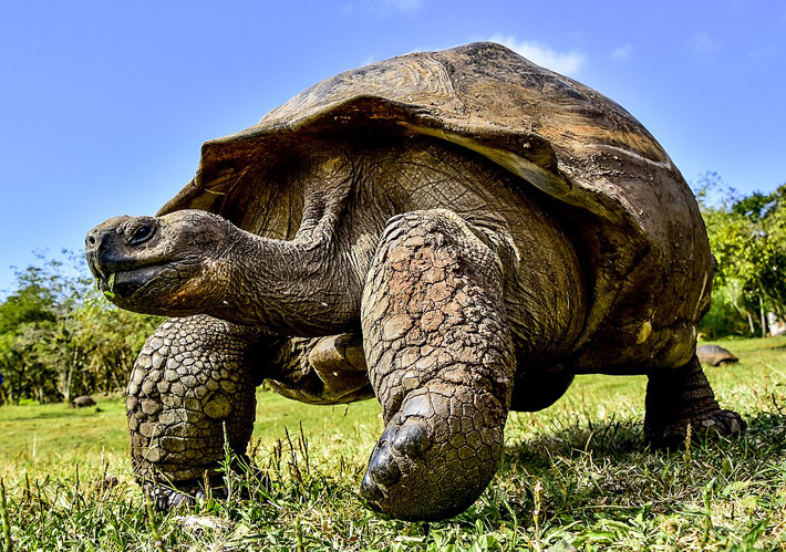 Emblematic giant tortoise of the Galapagos Islands (Photo by FelixReyesPhotography)
