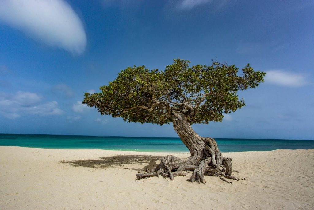 exotic Caribbean island destinations A divi-divi tree on a sandy Aruba beach, backdropped by the ocean.