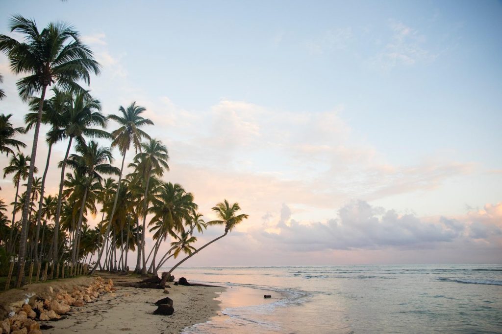 Many green palm trees on the shore of the exotic Caribbean island country, the Dominican Republic