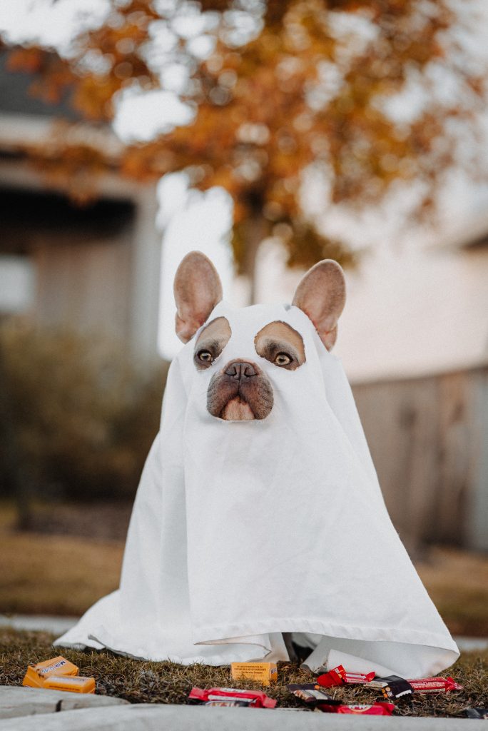 halloween décor dog