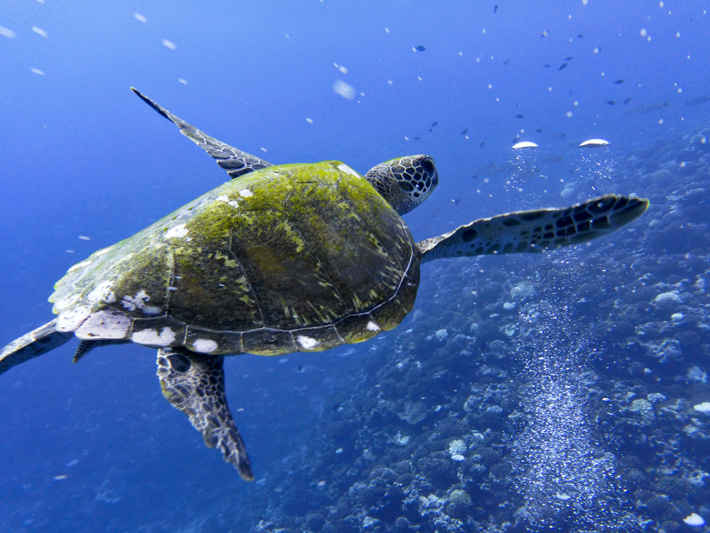 sea turtle best snorkeling tahiti moorea