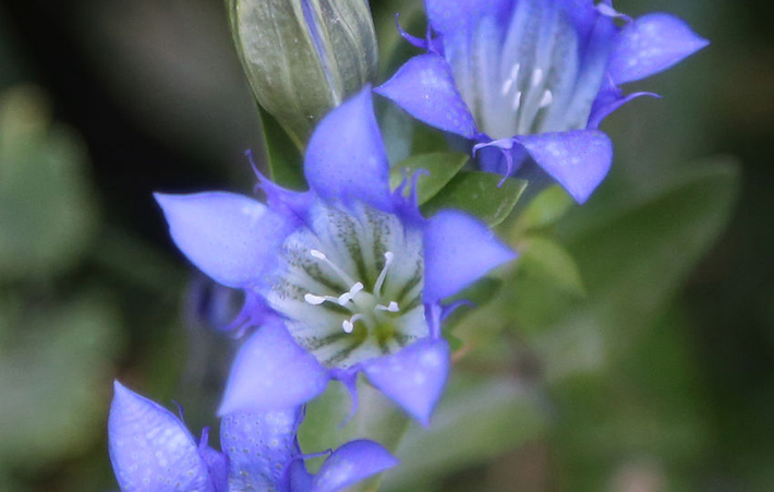 genetian flower bud