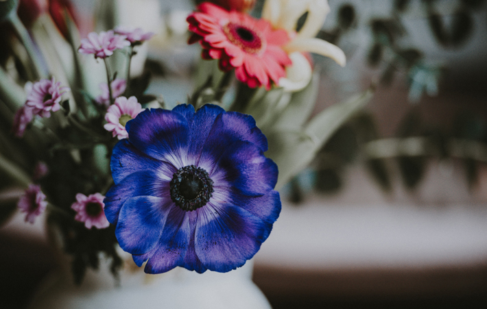 anenome flower fall flowers autumn decorating