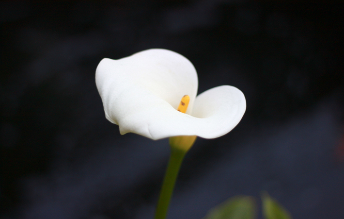 best fall flowers arums white petals photo by sylvain brison unsplash