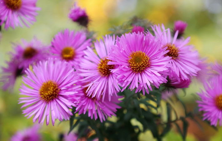 pink asters fall flowers