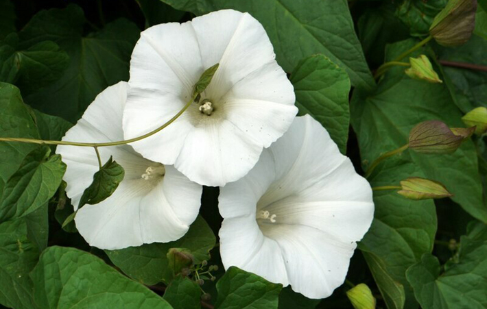 bindweed flower by andrew curtis