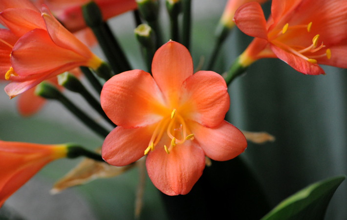 clivias orange flowers for fall bouquets decorating