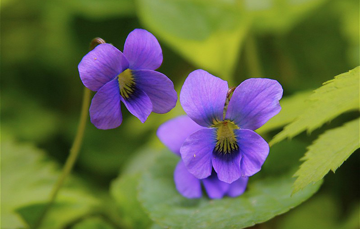 common blue violet flower violets