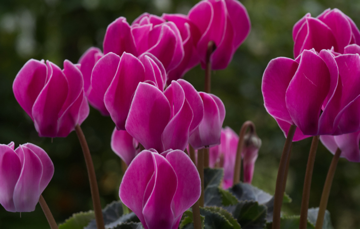 cyclamen of naples pink fall garden flowers