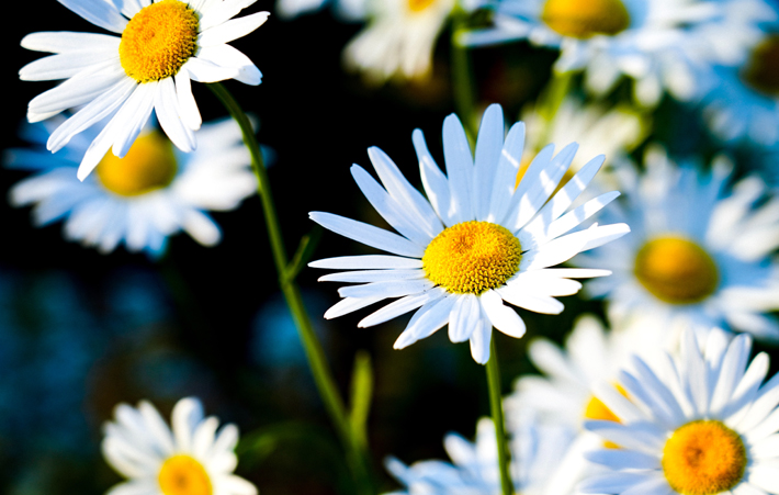 daisies in the sun
