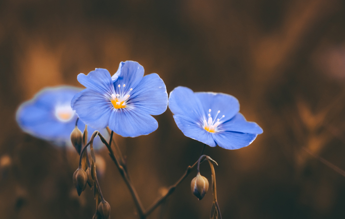 flax flowers light blue purple best fall flowers