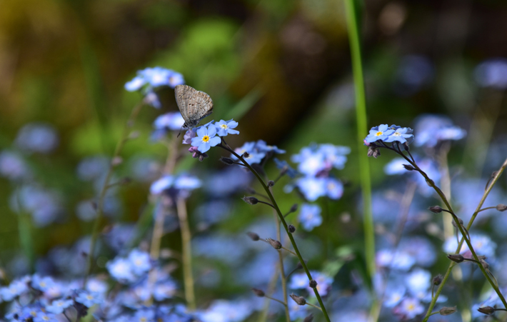 forget me nots with butterfly in field best fall flowers
