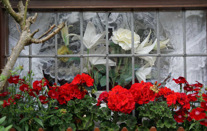 red geranium window boxes best fall flowers