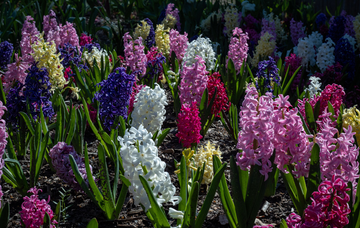 hycinths garden
