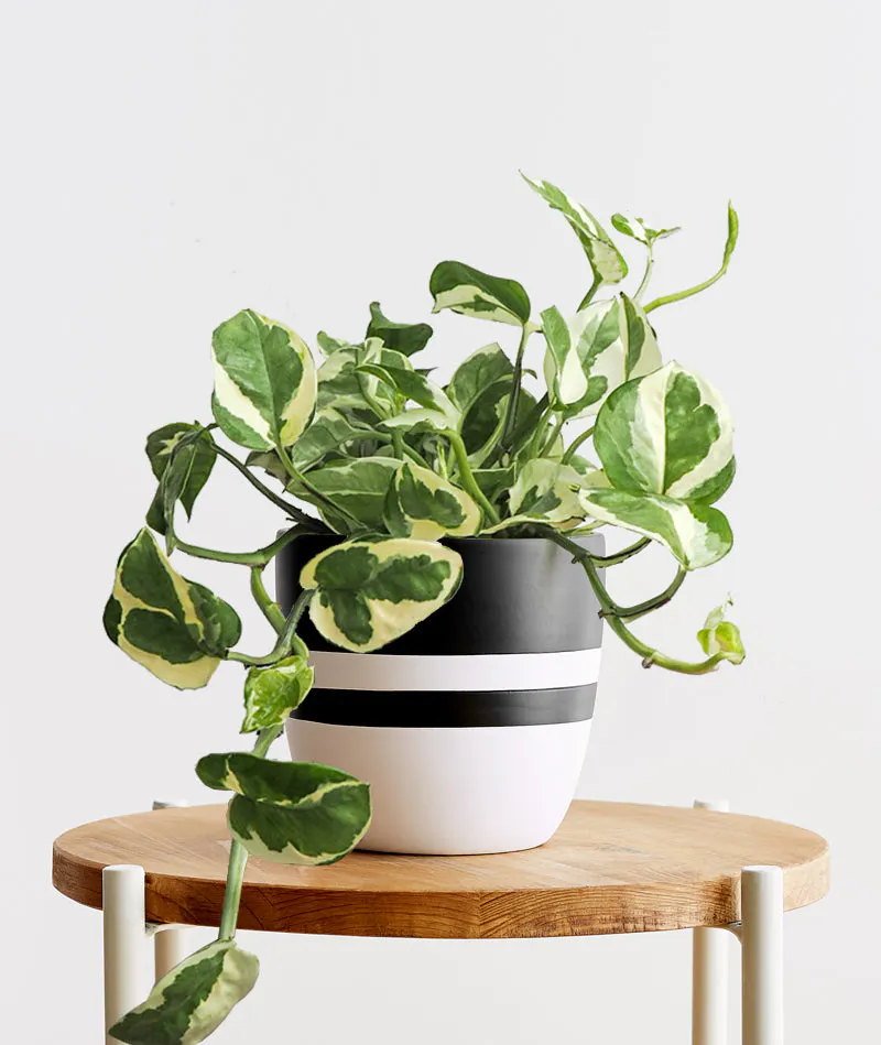 Njoy Pothos luxury plant arrangements in living room