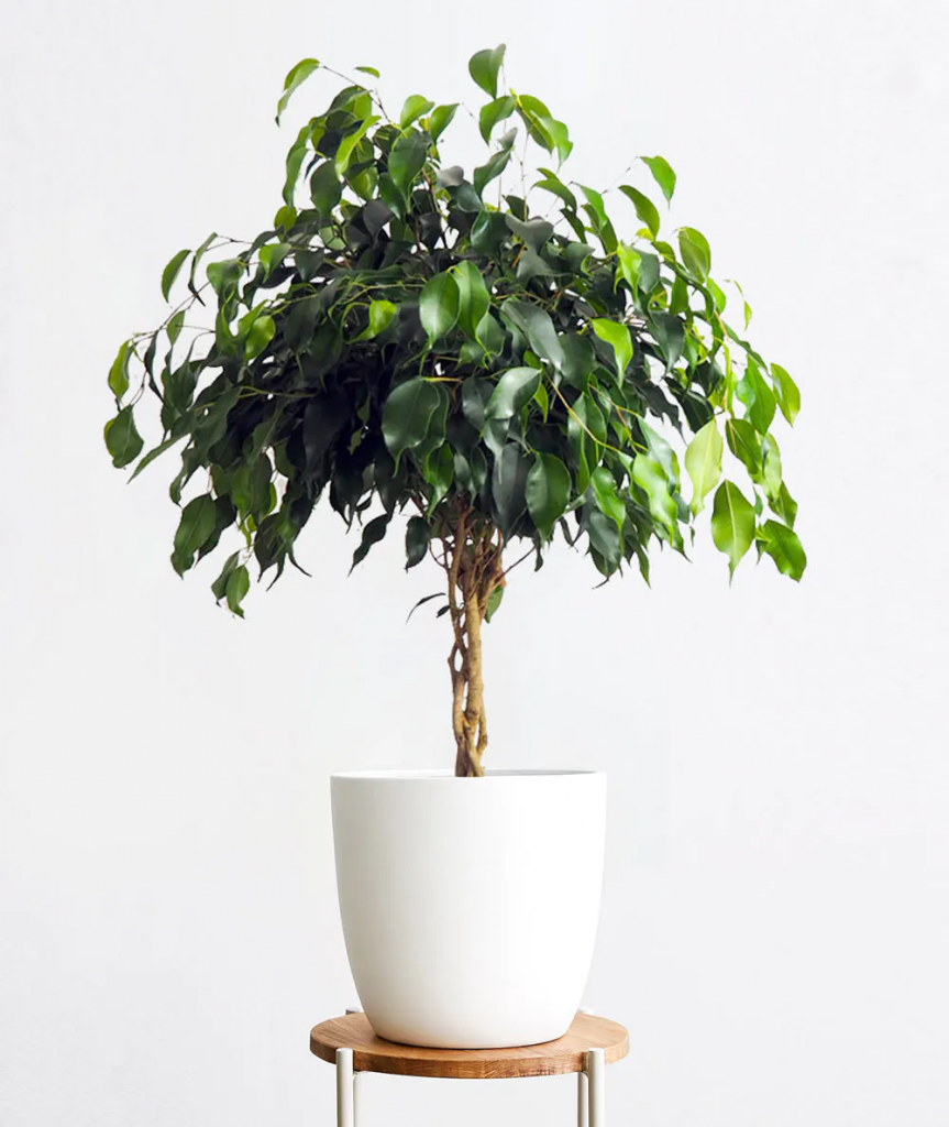 Midnight Ficus luxury plant arrangements in living room
