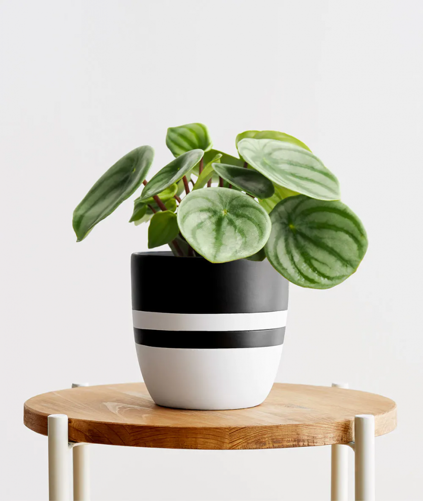 Peperomia Watermelon
