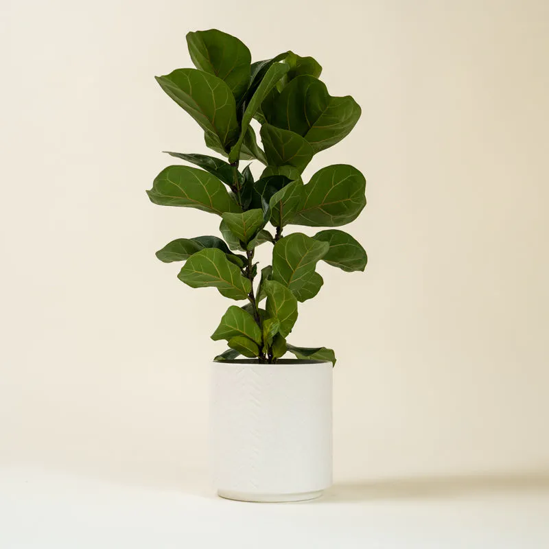 Fiddle Leaf Fig
