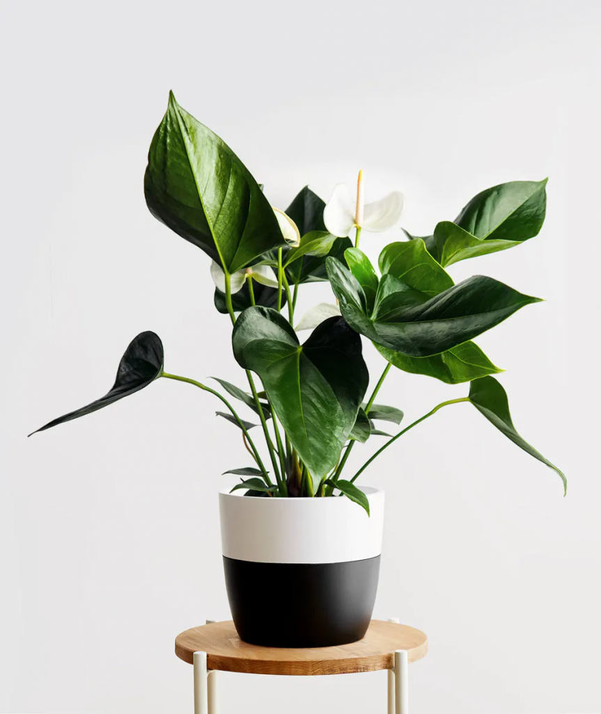 luxury plant arrangements in living room White Anthurium