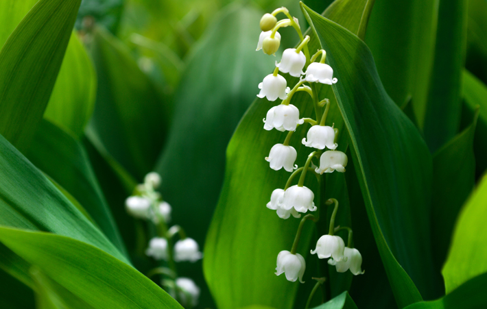 lilies of the valley small white bell shaped flowers