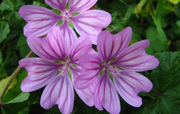 purple mallow flowers malva sylvestris