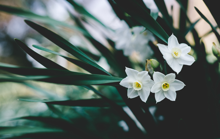 narcisuss flowers autumn bouquets gardening