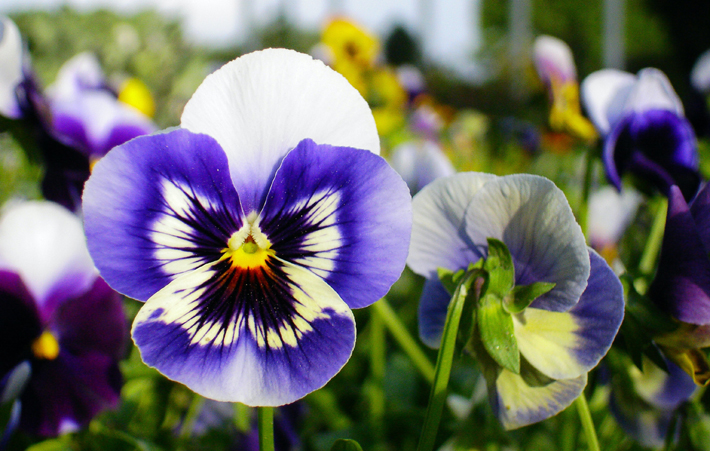 purple and white pansies