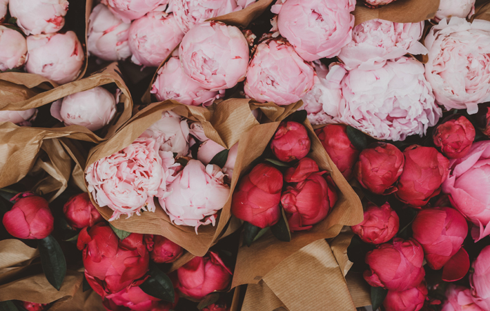 pink peonies best fall flowers for bouquets and decorating in the autumn season