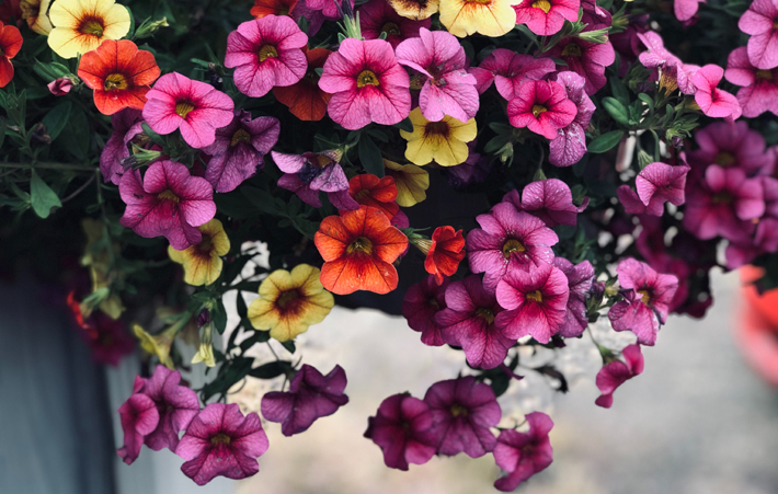 petunias in many colors