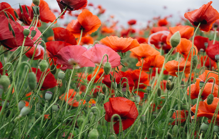 field of poppies best fall flowers