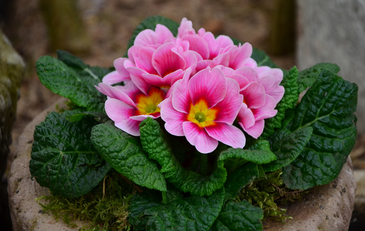 primroses pretty pink flowers