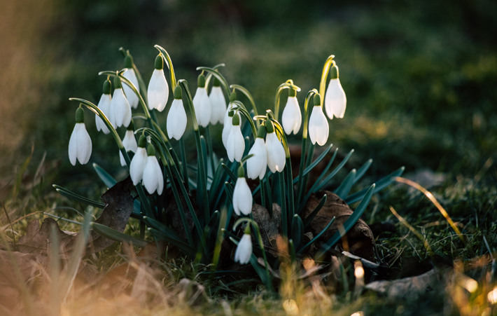 snowdrop flowers