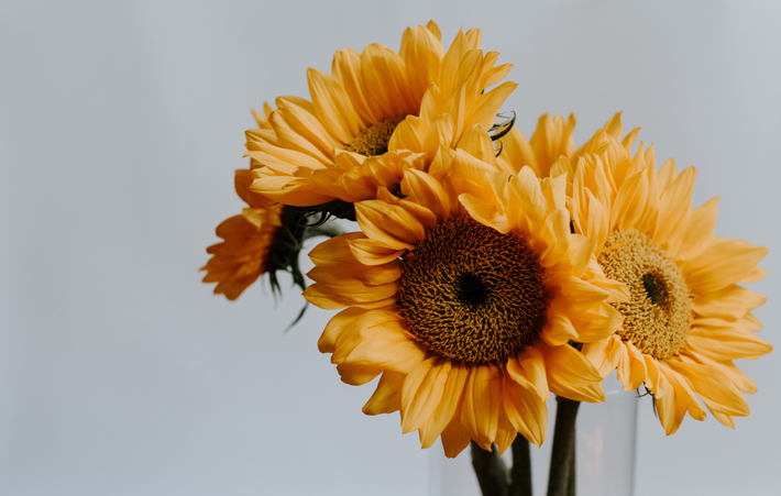 sunflowers in bouquet vase best fall flowers for decorating