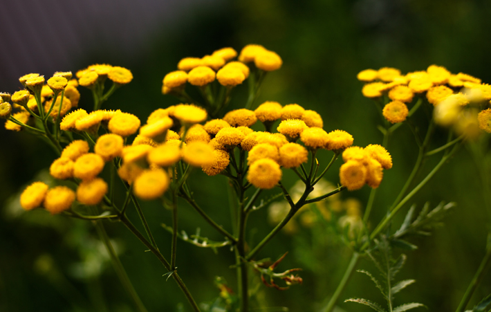 yellow tansies
