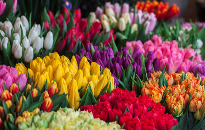 tulips in every color