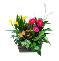Mother’s Day Flowers for Women of Substance